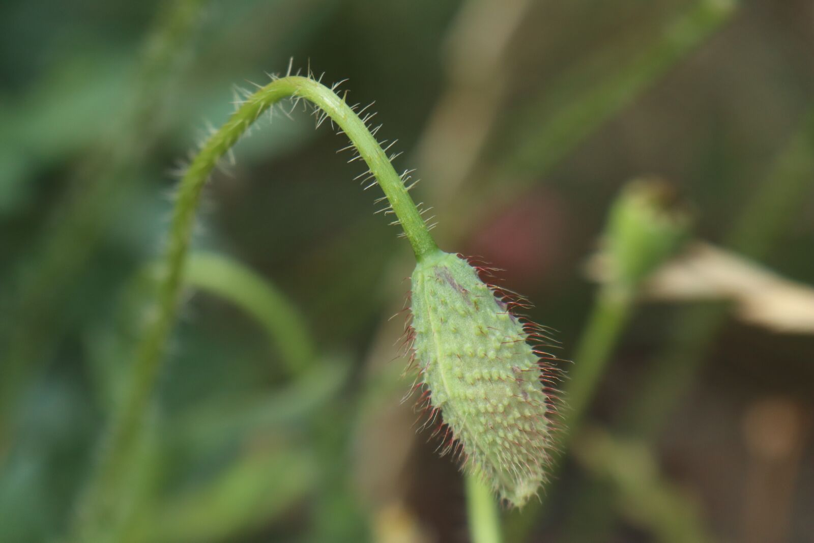 Canon EF-M 18-150mm F3.5-6.3 IS STM sample photo. Summer, poppies, bud photography