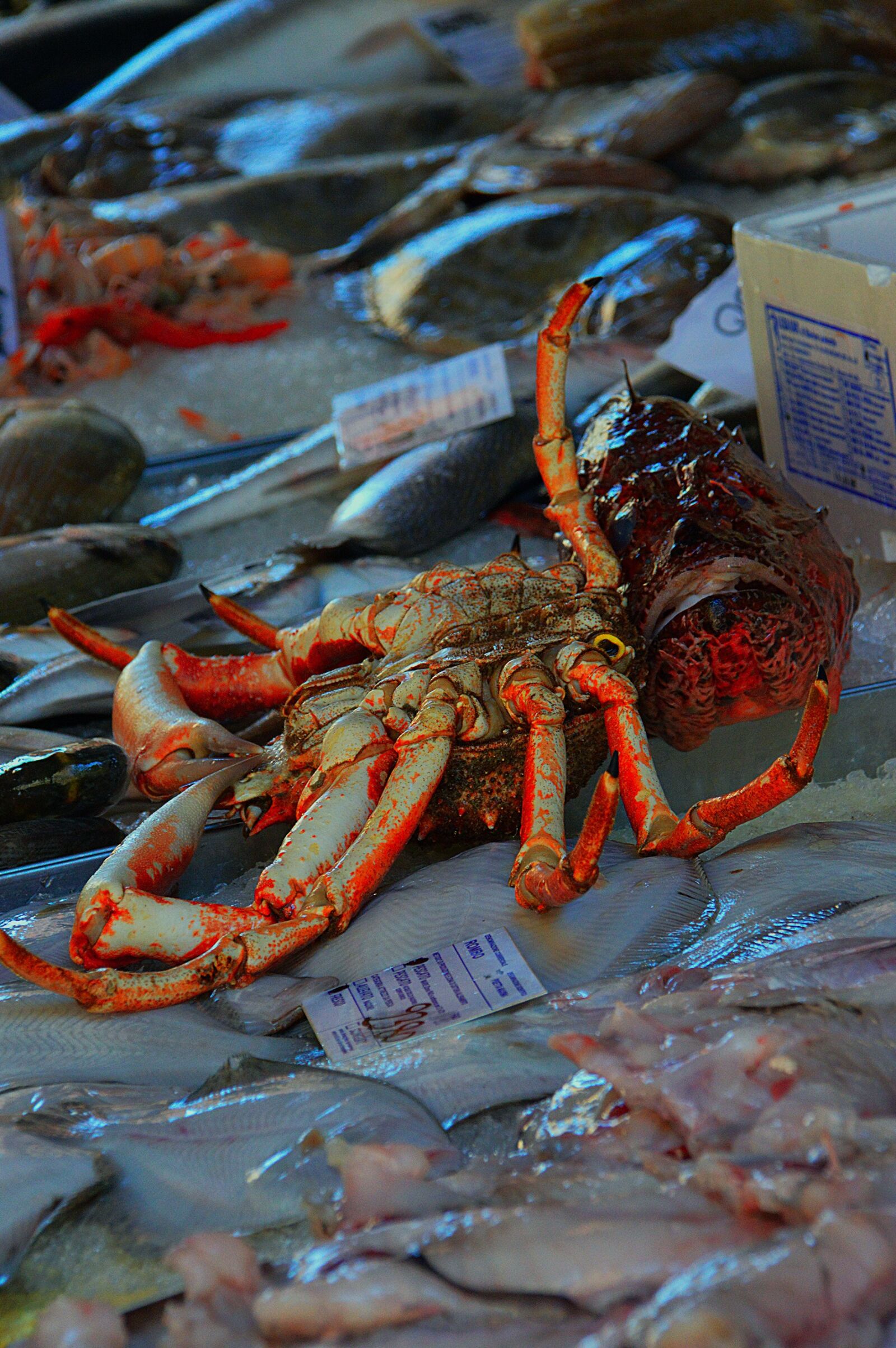 Nikon D3200 sample photo. Cancer, fish market, tenge photography