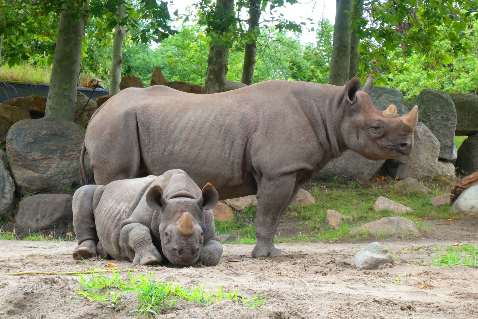 Panasonic Lumix DC-ZS70 (Lumix DC-TZ90) sample photo. Rhino, zoo, blijdorp photography