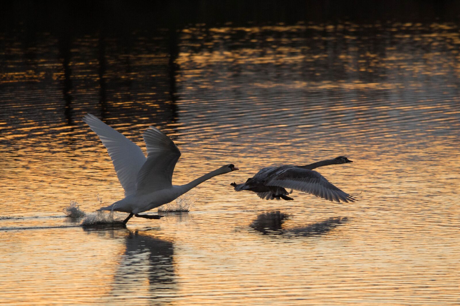 150-600mm F5-6.3 DG OS HSM | Contemporary 015 sample photo. Swans, water, wildfowl photography