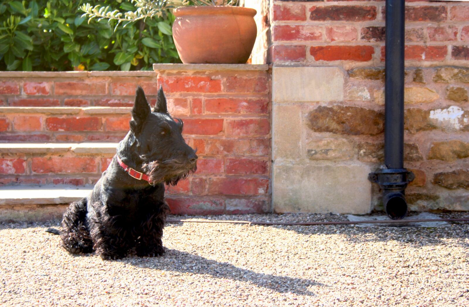 Canon EOS 350D (EOS Digital Rebel XT / EOS Kiss Digital N) sample photo. Dog, scottish terrier, scottie photography