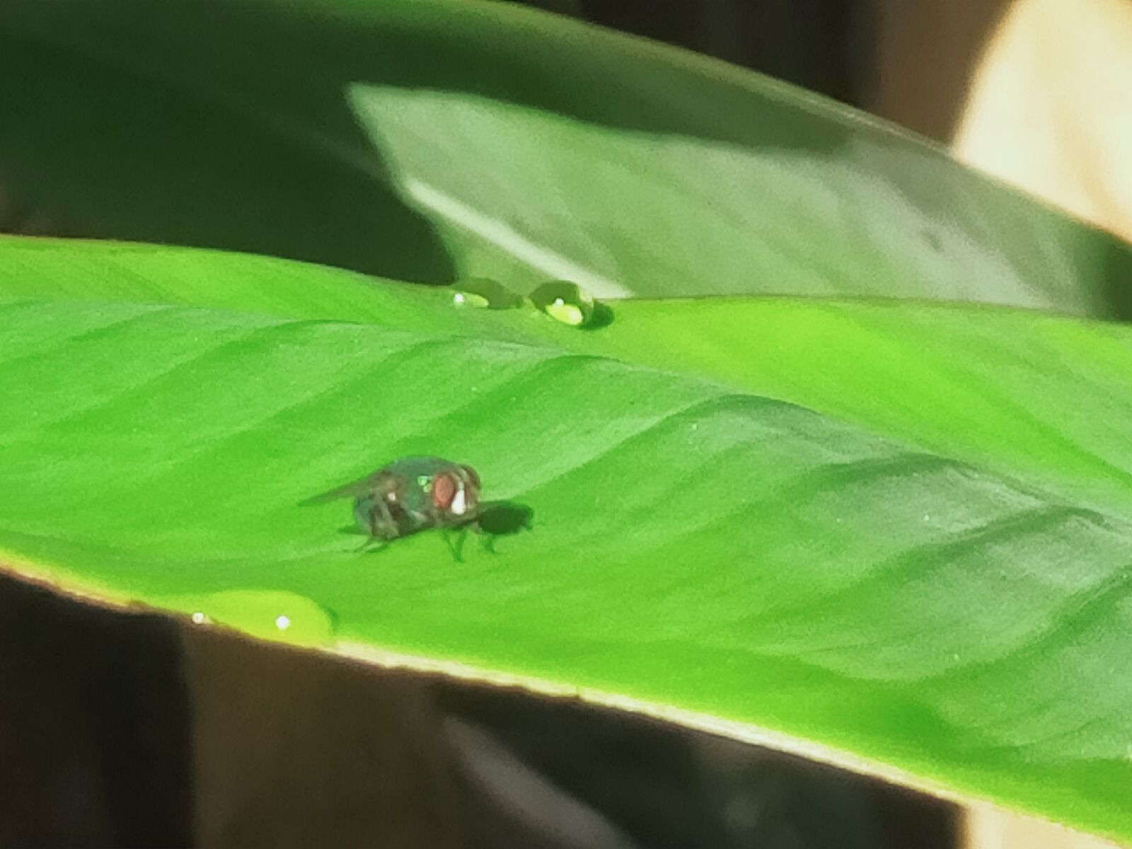 OPPO A9 2020 sample photo. Flies, leaf, green photography