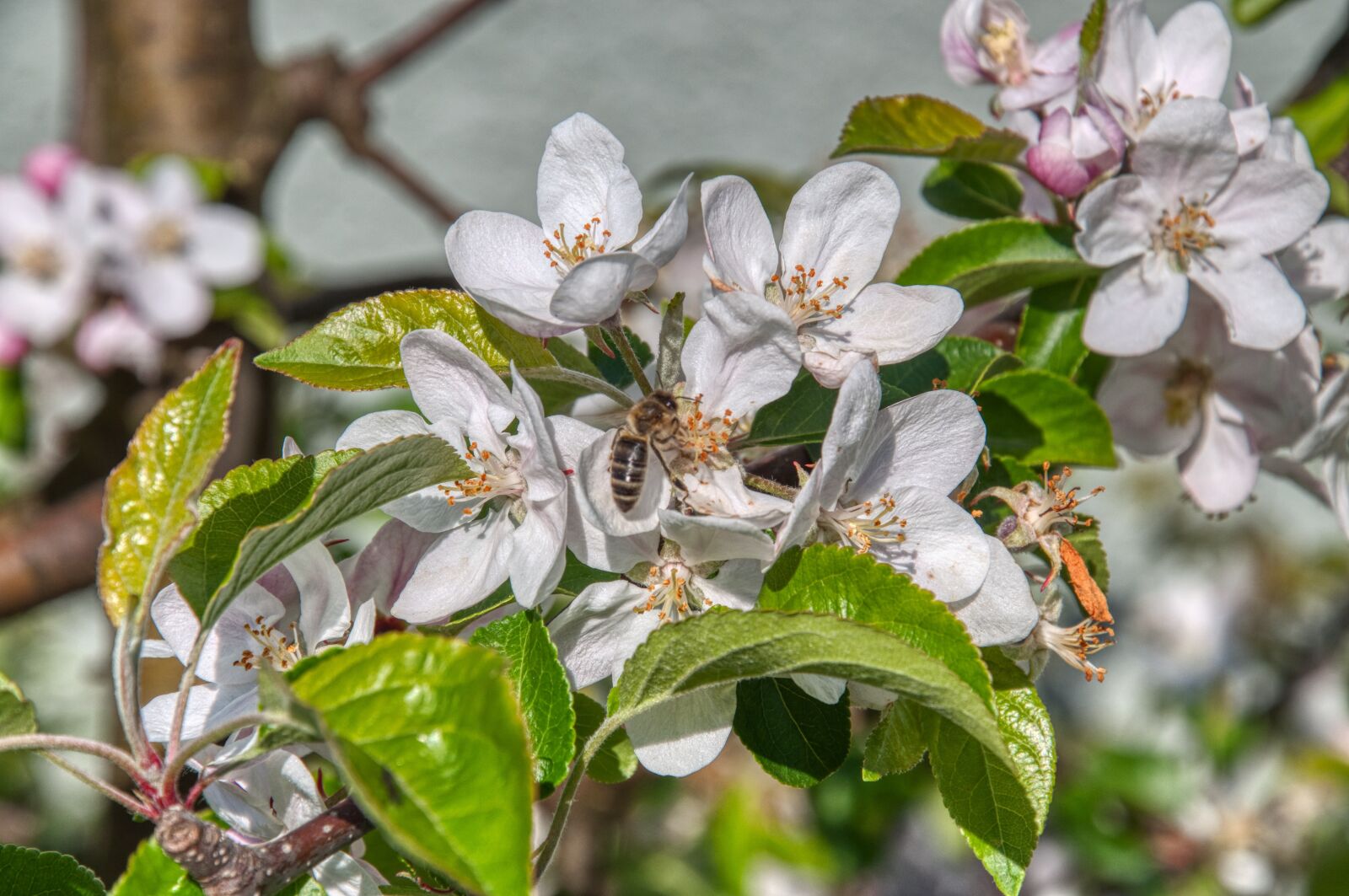 Nikon D5000 sample photo. Apple blossom, apple tree photography