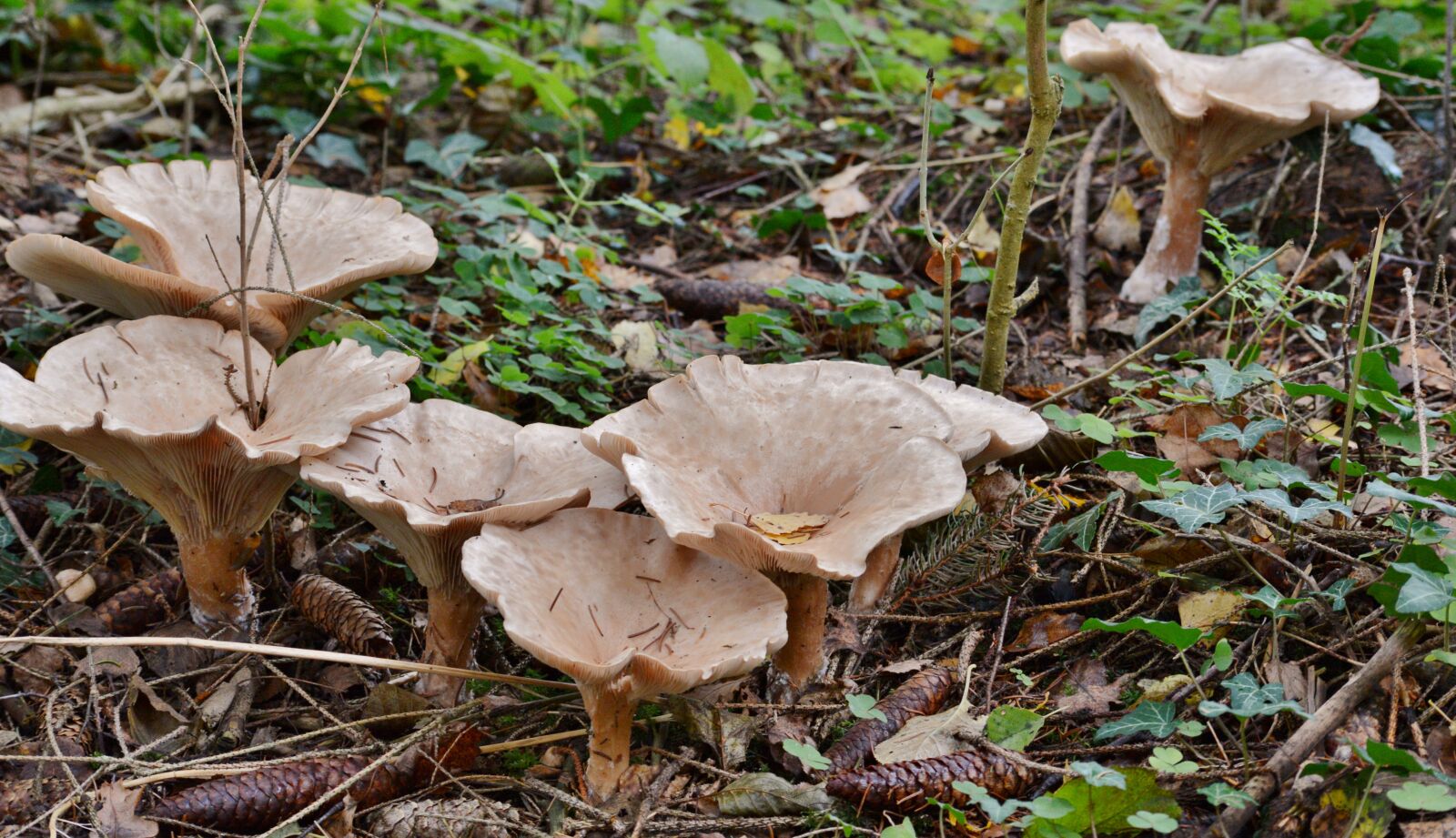 Nikon D600 sample photo. Mushrooms, fungi, autumn photography