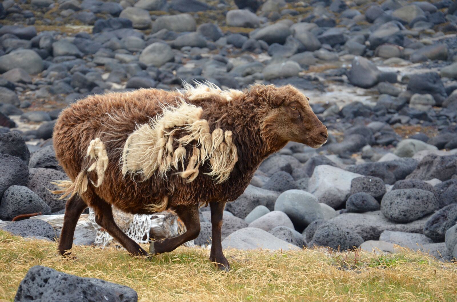 Nikon D5100 sample photo. Sheep, animals, iceland photography