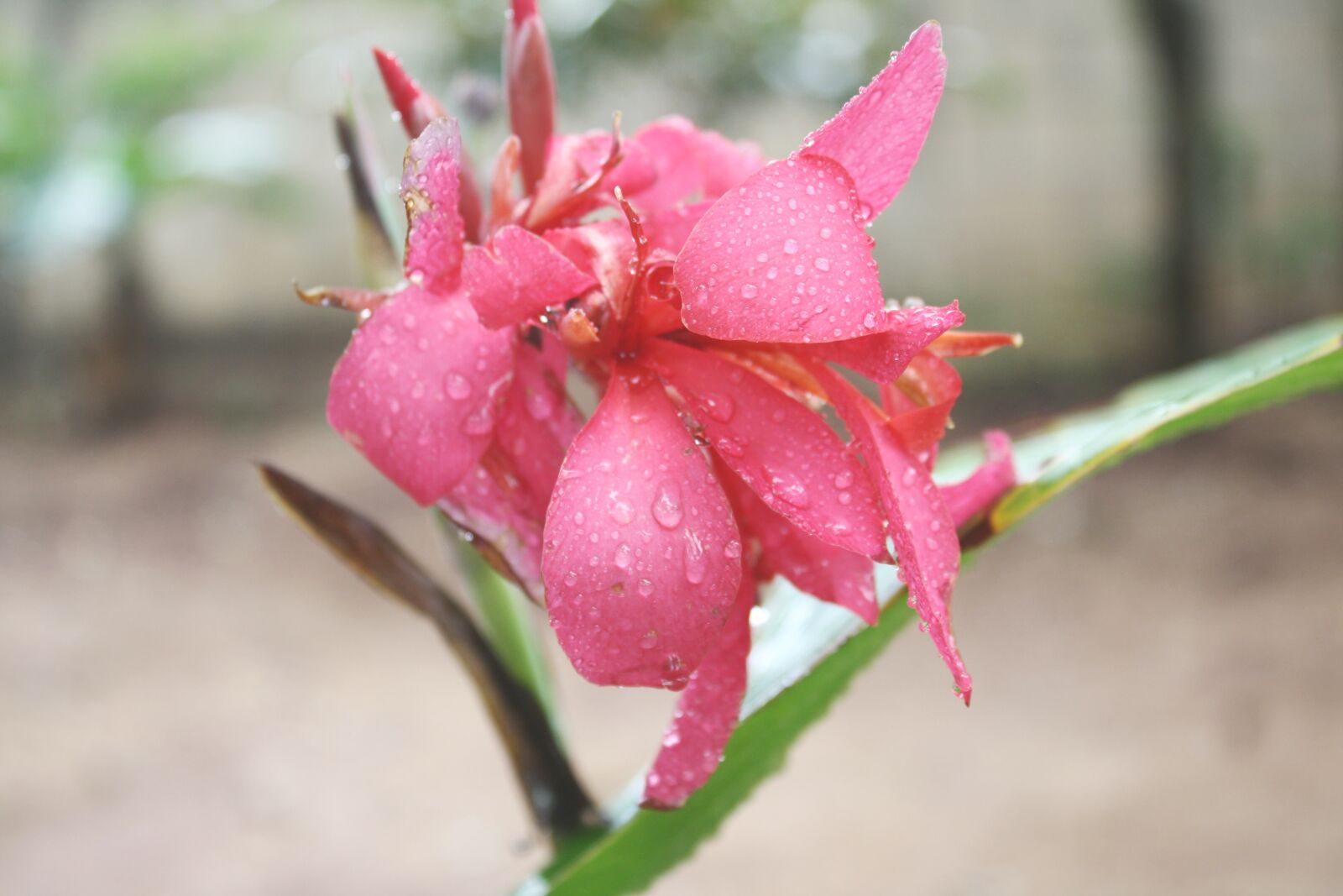 Canon EOS 1000D (EOS Digital Rebel XS / EOS Kiss F) sample photo. Flower, nature, drops photography