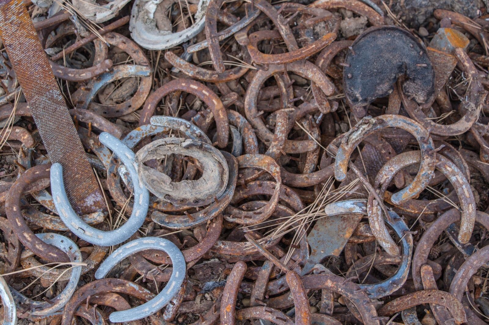 Canon EOS 100D (EOS Rebel SL1 / EOS Kiss X7) sample photo. Horseshoes, horse, lucky charm photography