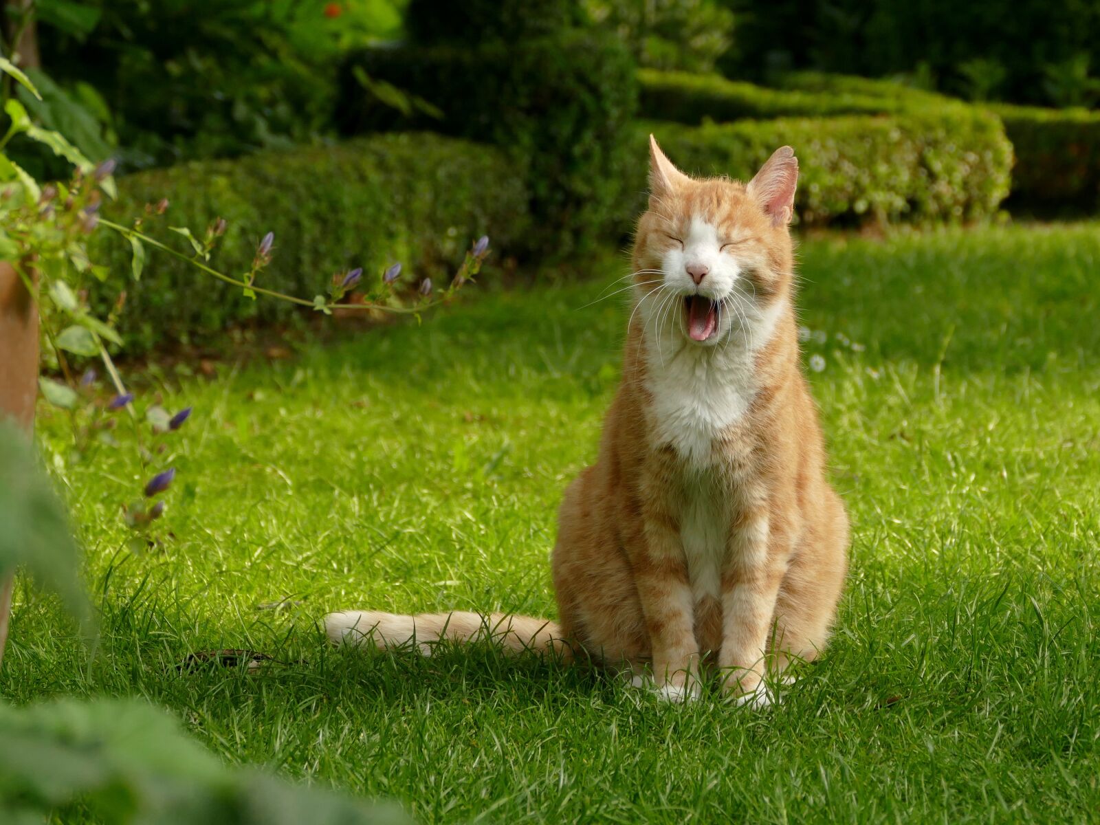 Panasonic Lumix DMC-FZ1000 sample photo. Cat, red, mieze photography