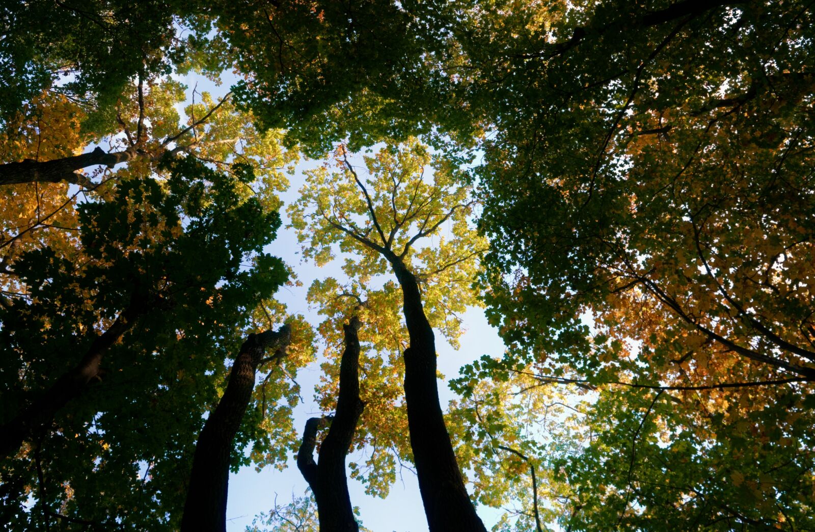 Nikon D3100 sample photo. Landscape, forest, autumn photography