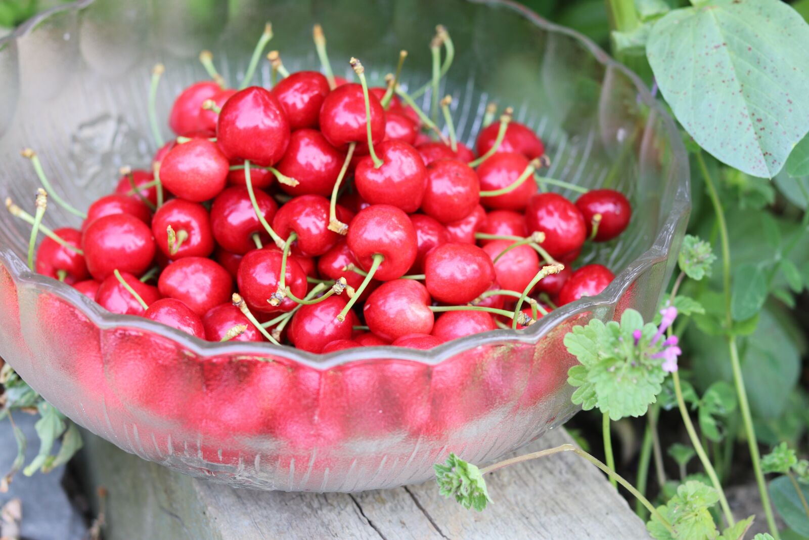 Canon EOS 80D + Canon EF 50mm F1.8 STM sample photo. Cherries, love, fruit photography