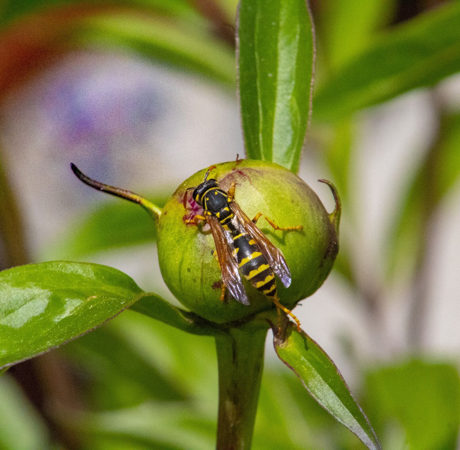 Canon EOS 1300D (EOS Rebel T6 / EOS Kiss X80) sample photo. Wasp, summer, insect photography