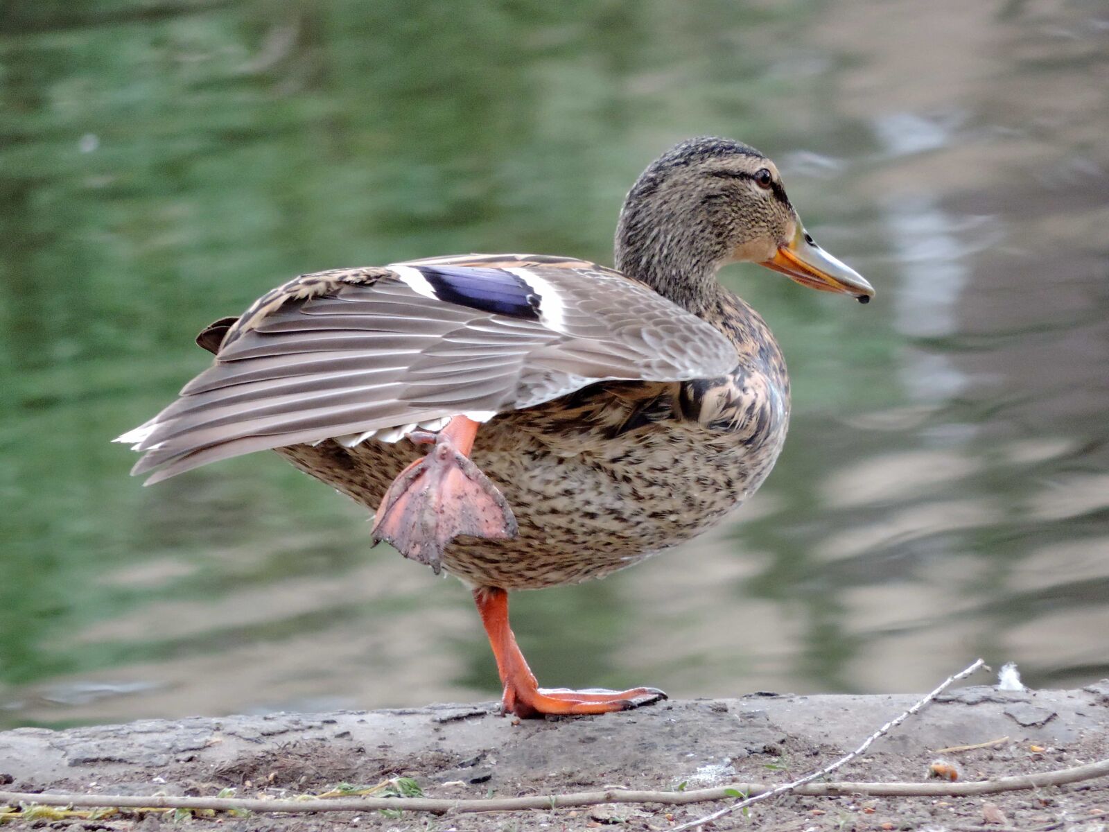 Nikon Coolpix P520 sample photo. Feather, mallard, wildlife, wing photography