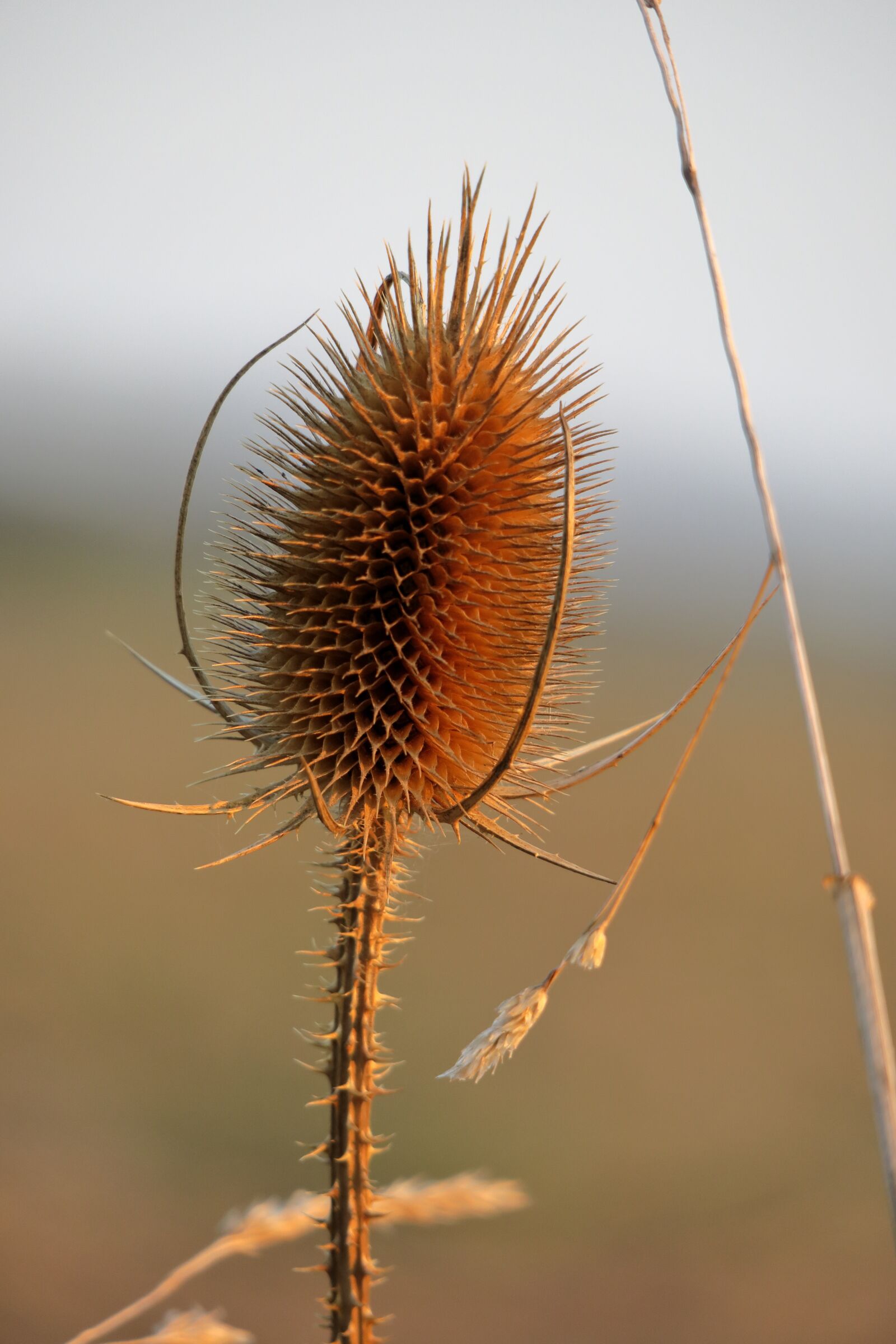 Canon PowerShot G3 X sample photo. Thistle, plant, prickly photography