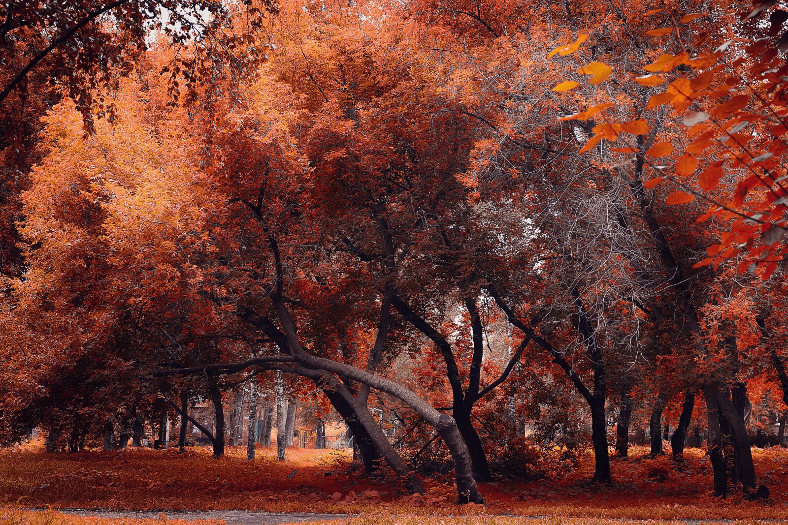 Canon EOS-1D Mark II sample photo. Tree, autumn, landscape photography