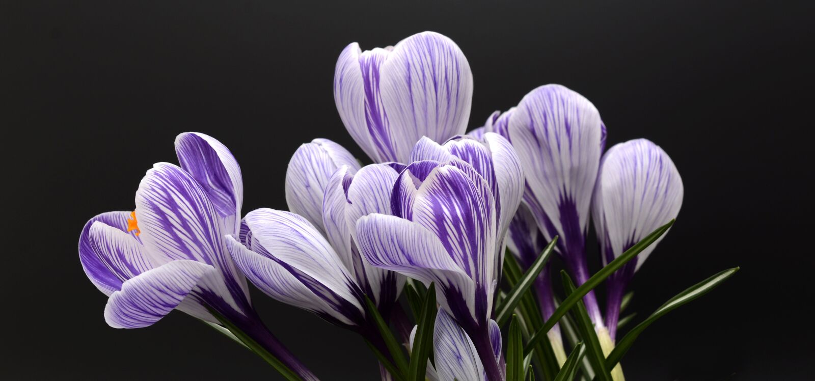 Nikon D7100 sample photo. Crocus, flower, spring photography