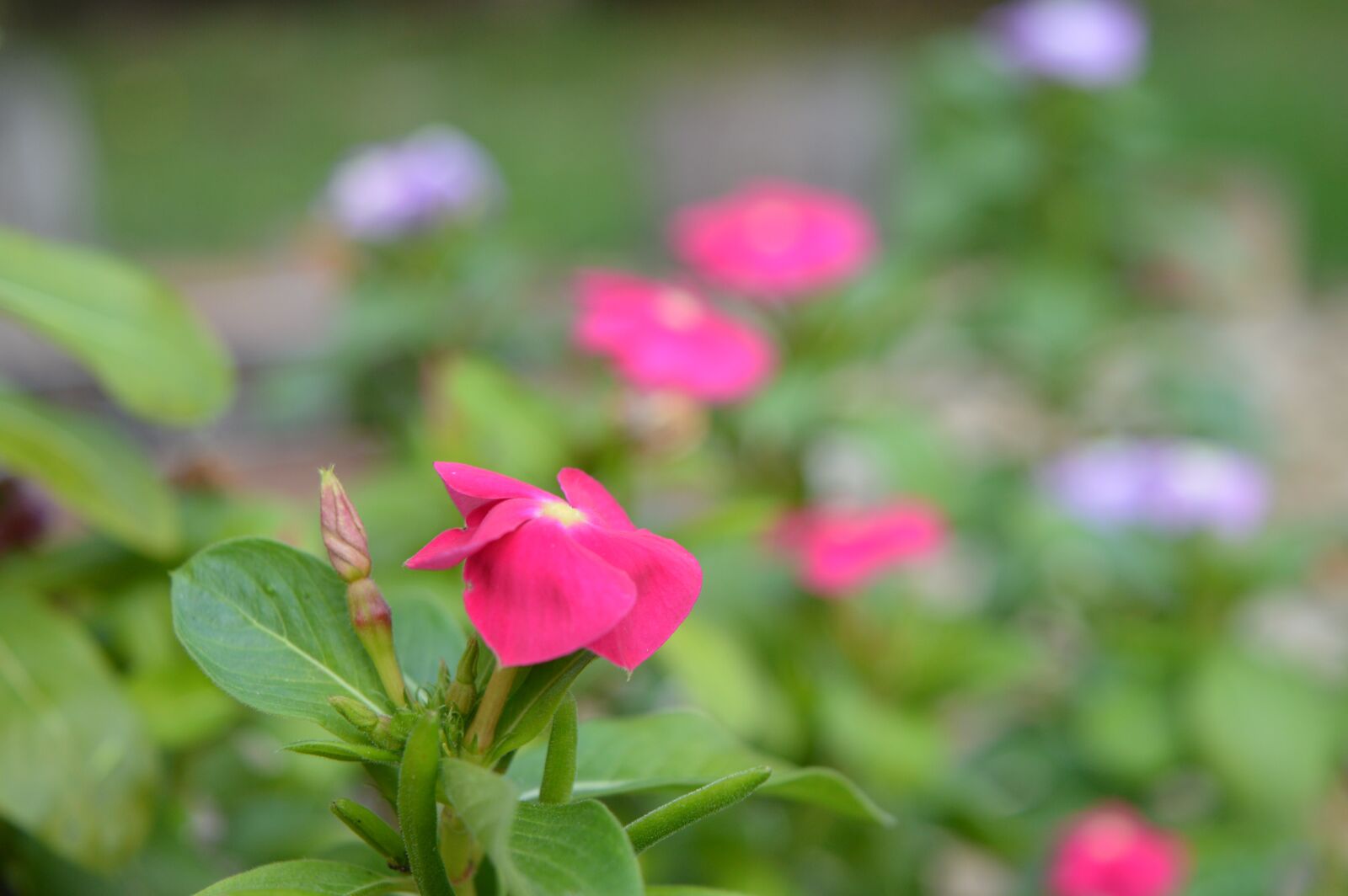 Nikon D3200 sample photo. Flower, vink of, plant photography