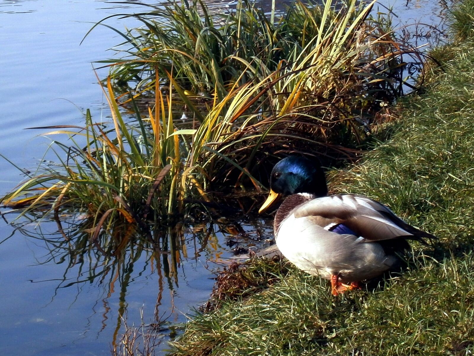 Olympus VG120,D705 sample photo. Duck, libocký pond, prague photography