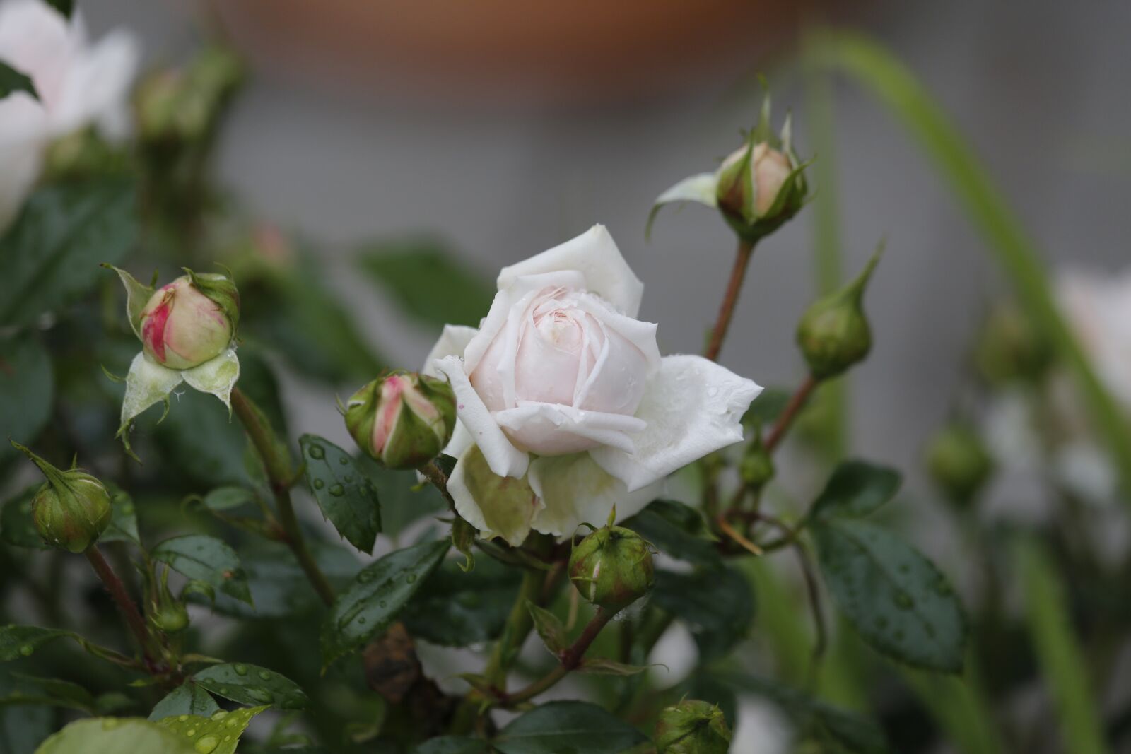 Canon EF 100-400mm F4.5-5.6L IS USM sample photo. Flowers, spring, beauty photography
