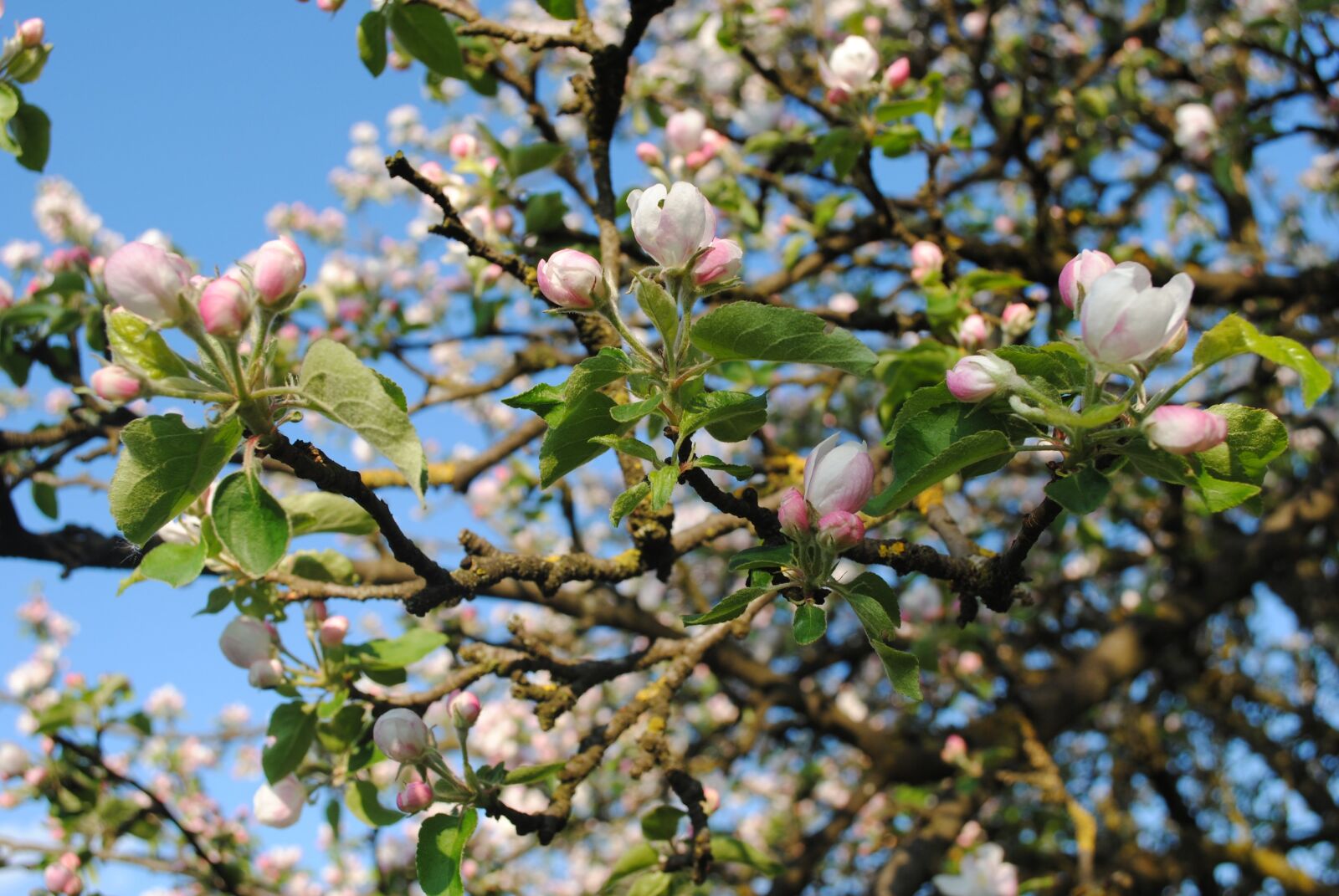Nikon D3000 sample photo. Spring, tree, apple tree photography