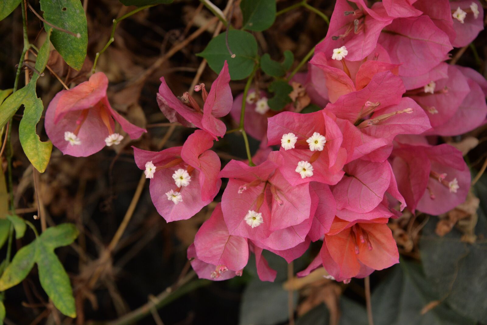 Nikon D610 sample photo. Flowers, pink, little flower photography