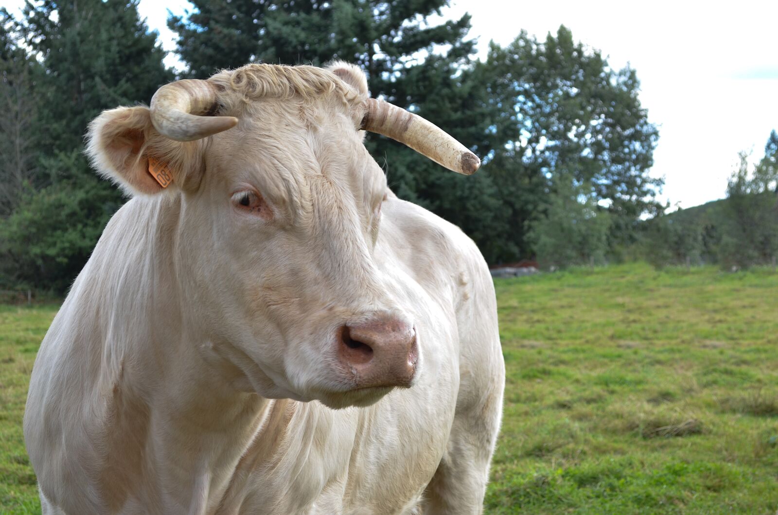 Nikon D7000 sample photo. Lawn, field, livestock photography