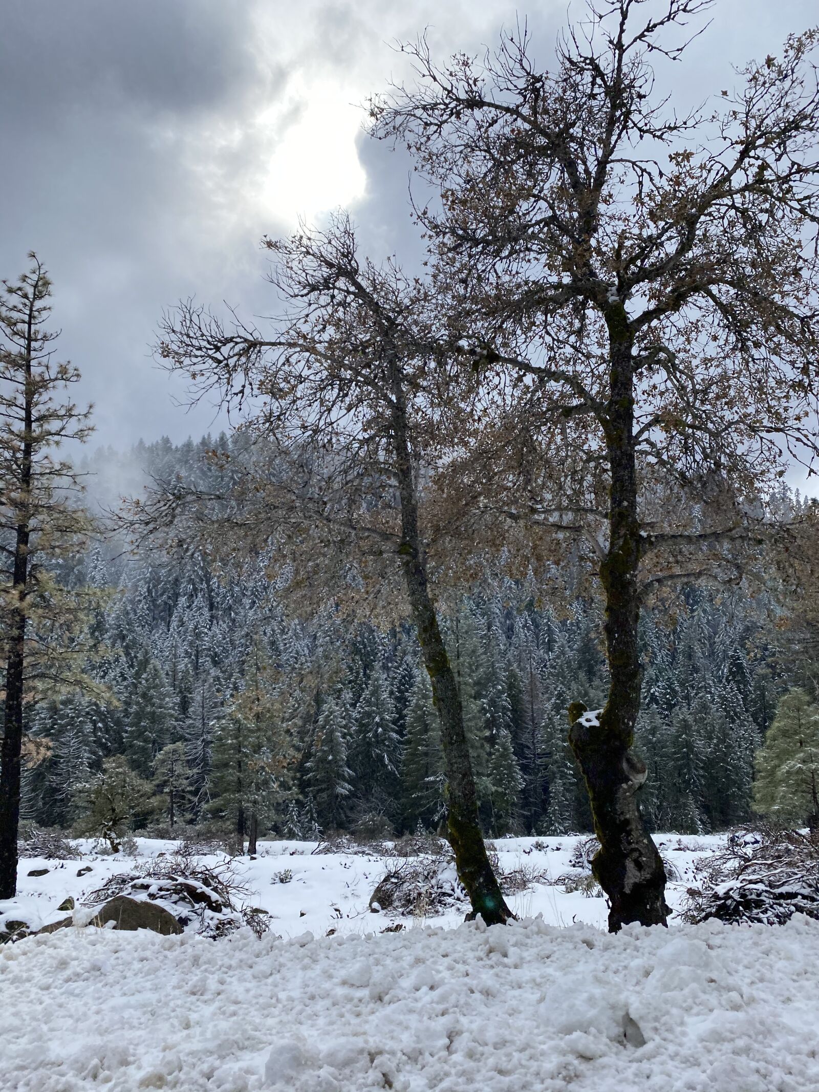 Apple iPhone 11 Pro Max sample photo. Winter, sky, snowy photography
