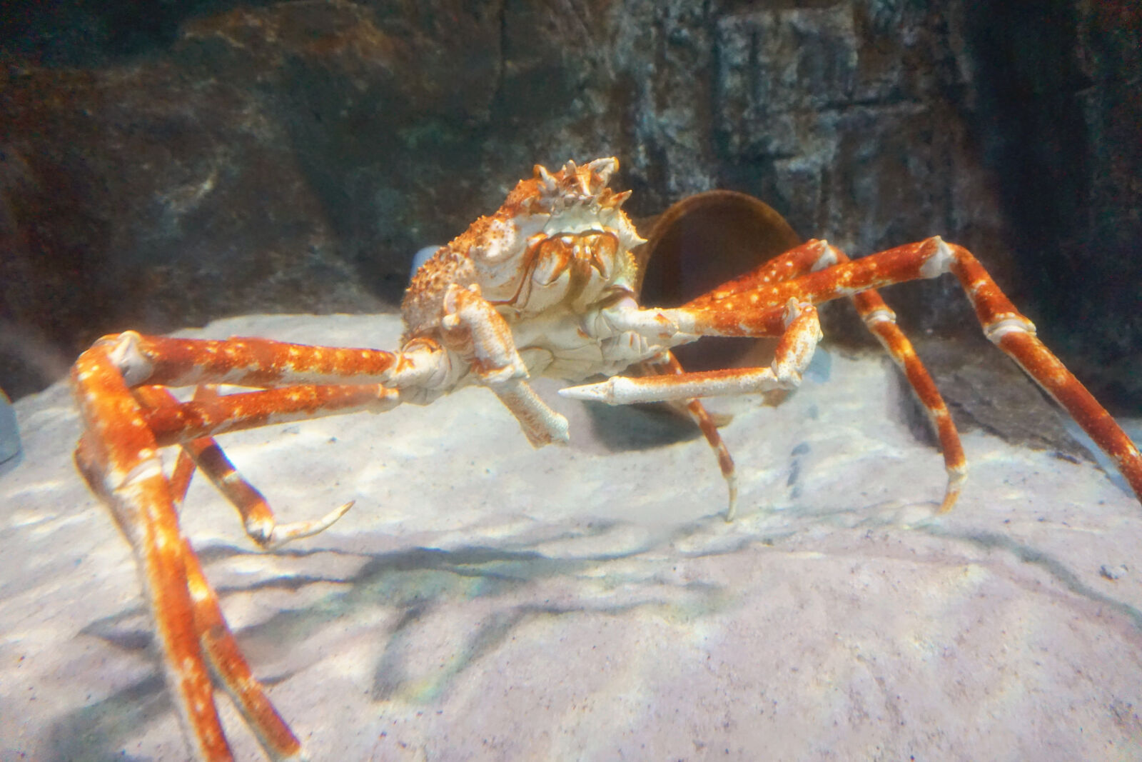 Sony E 16-50mm F3.5-5.6 PZ OSS sample photo. Sea, animal photography