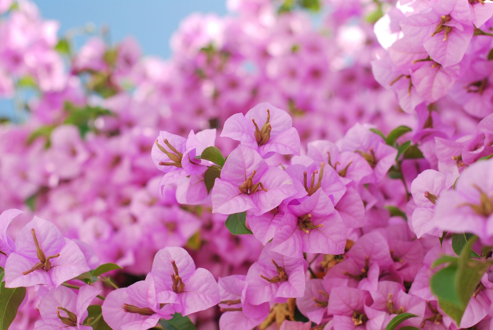 Nikon D60 sample photo. Flower, garden, bloom photography