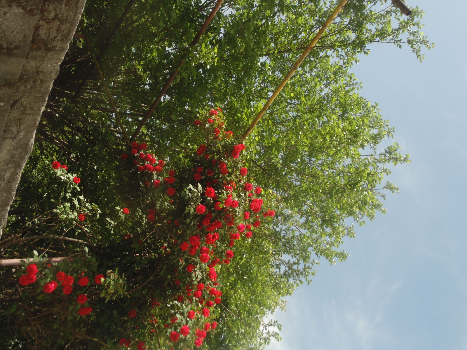 Sony DSC-H100 sample photo