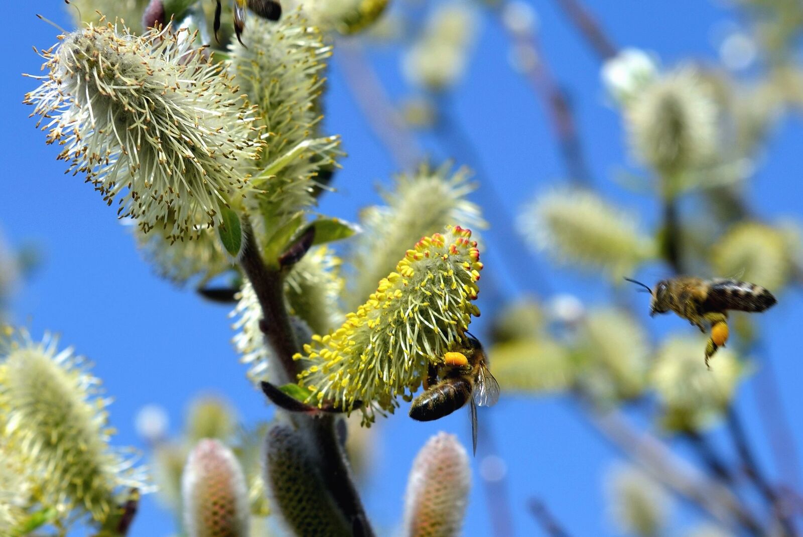 Nikon D5100 sample photo. Garden, nature, bee, pollination photography