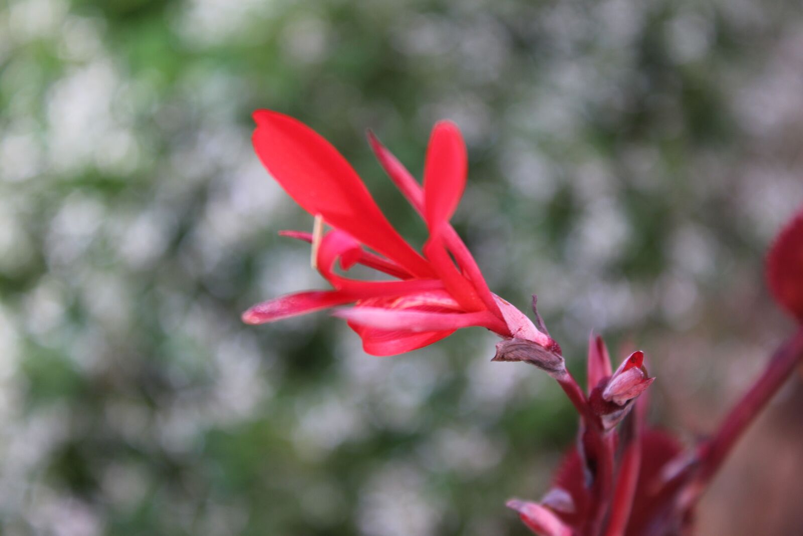 Canon EOS 1200D (EOS Rebel T5 / EOS Kiss X70 / EOS Hi) sample photo. Nature, red, rose photography