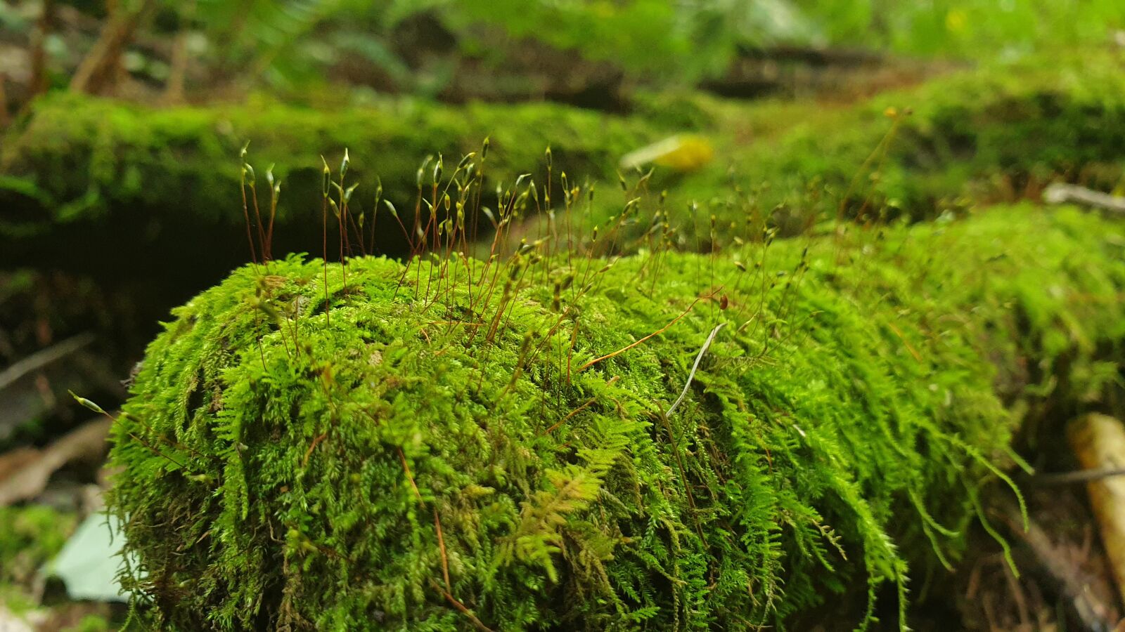 Samsung Galaxy Note9 sample photo. Wild moss, wild plant photography