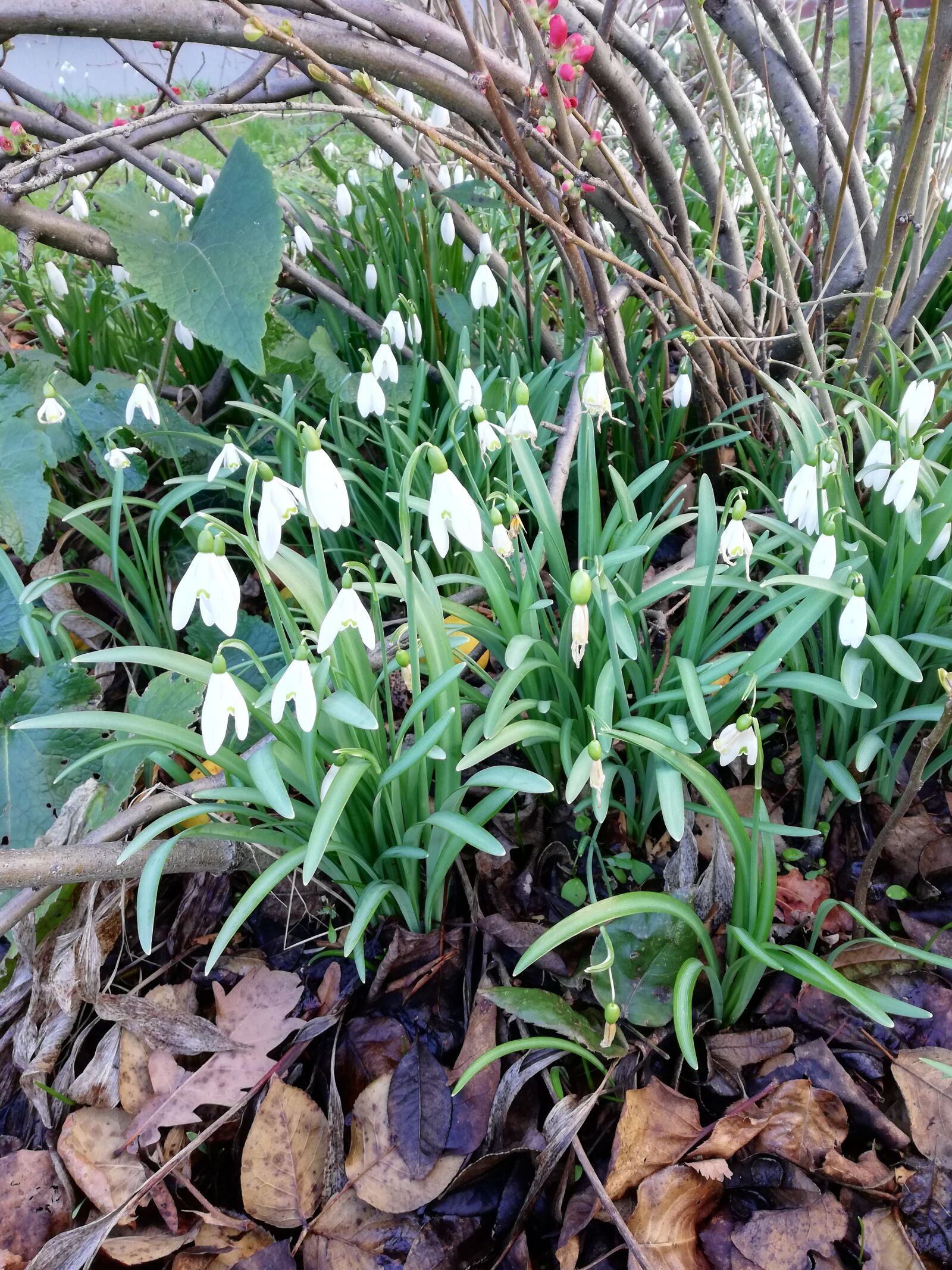 HUAWEI Mate 10 Lite sample photo. Spring, plant, nature photography