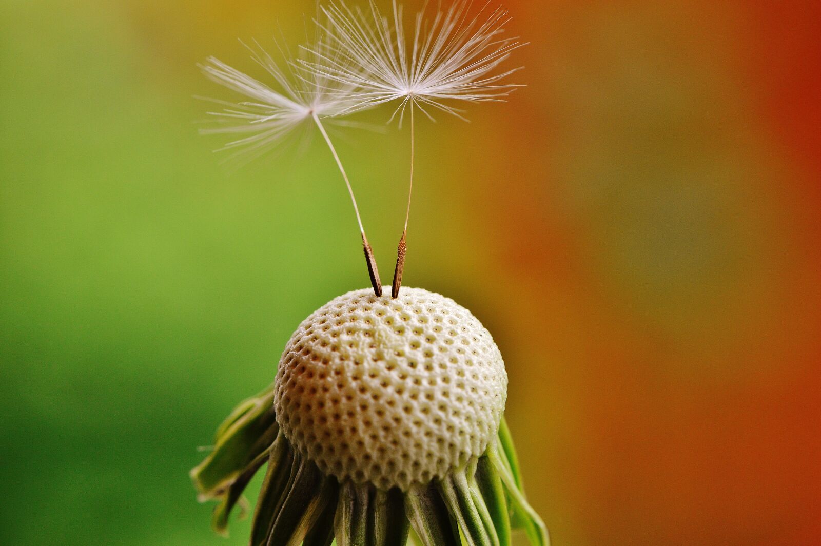 Nikon D3200 sample photo. Dandelion, plant, nature photography