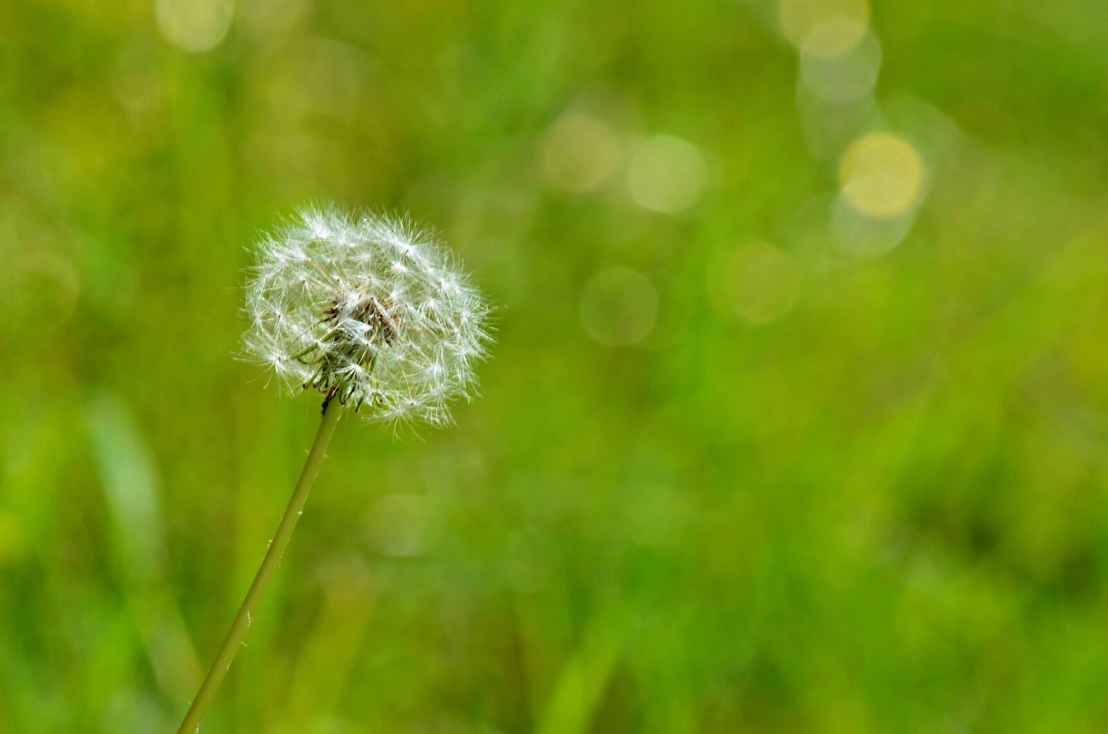 Nikon D5100 sample photo. Nature, flower, plant photography