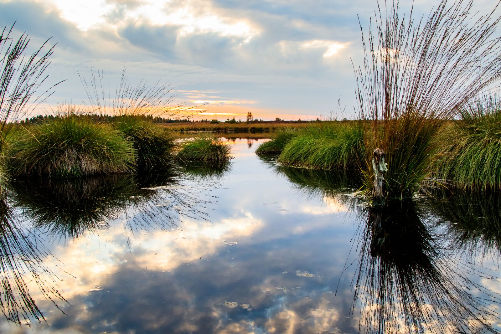 Canon EOS 80D sample photo. Moor, swamp, landscape photography