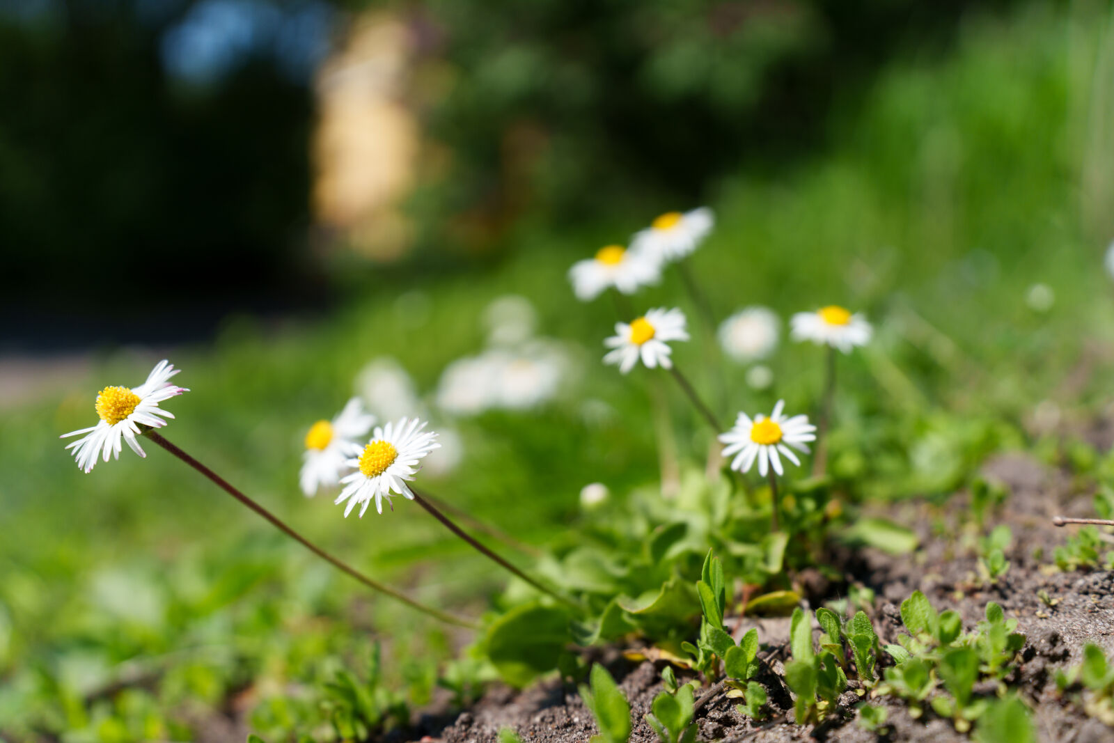Sony a7R V sample photo. Flower season photography