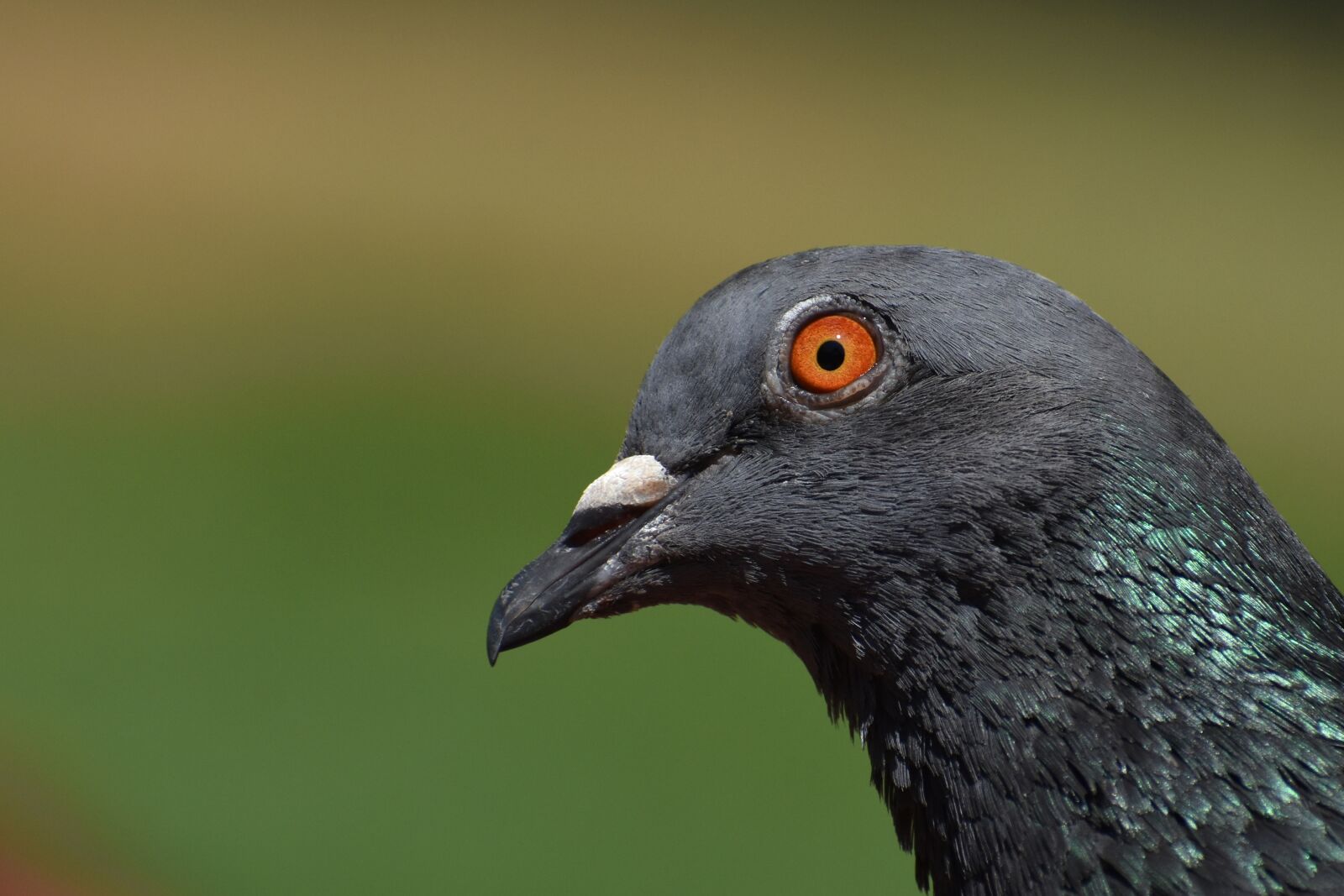 Nikon D3500 sample photo. Pigeon, portrait, bird photography