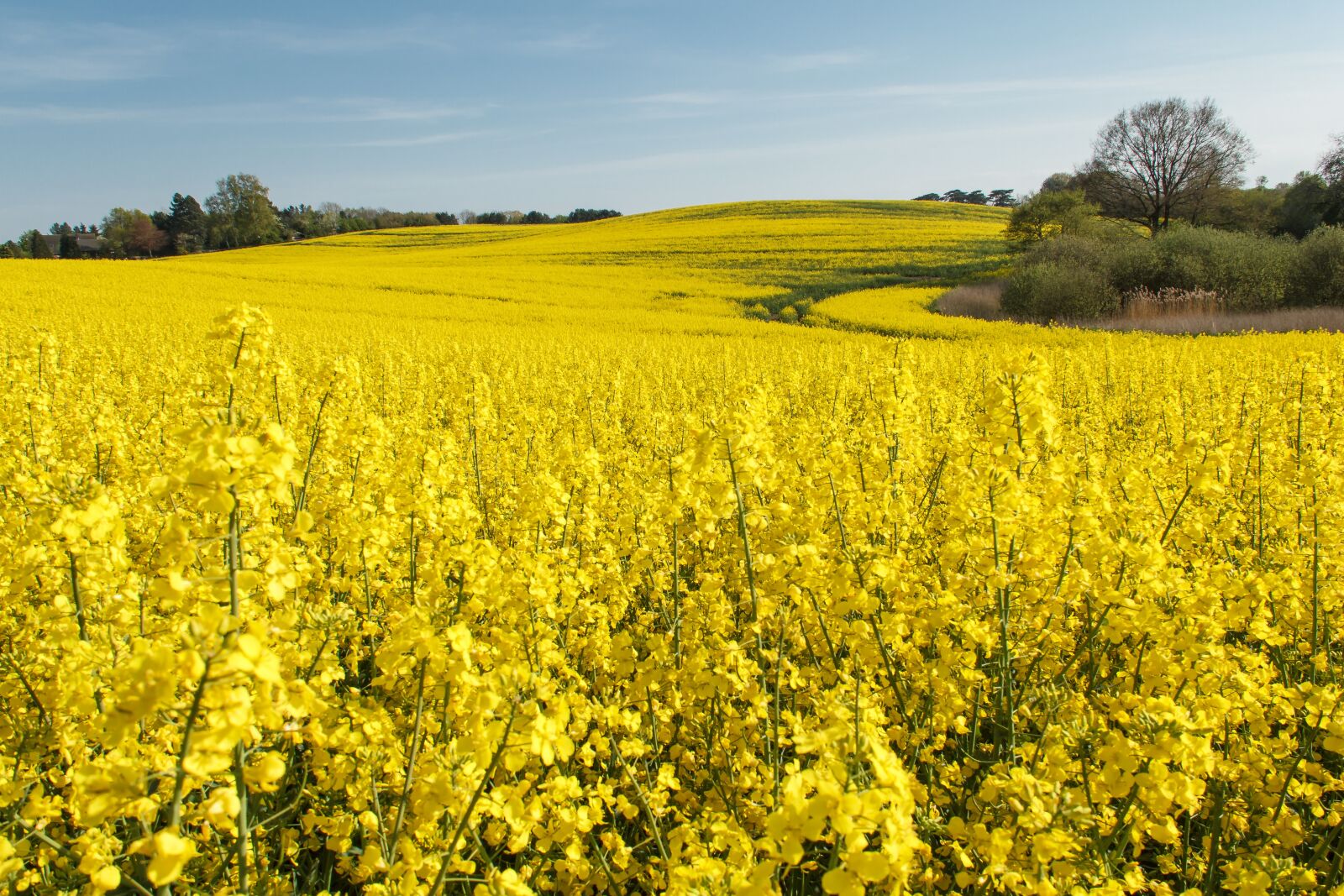 Canon EOS 550D (EOS Rebel T2i / EOS Kiss X4) sample photo. Field of rapeseeds, blossom photography