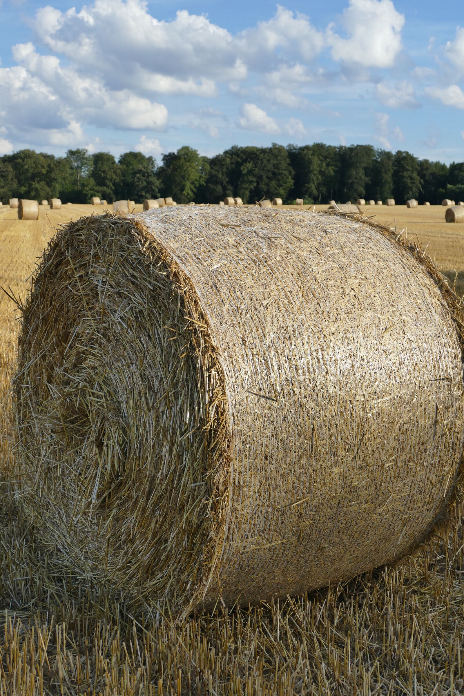 Panasonic Lumix DMC-FZ1000 sample photo. Nature, hay bales, arable photography