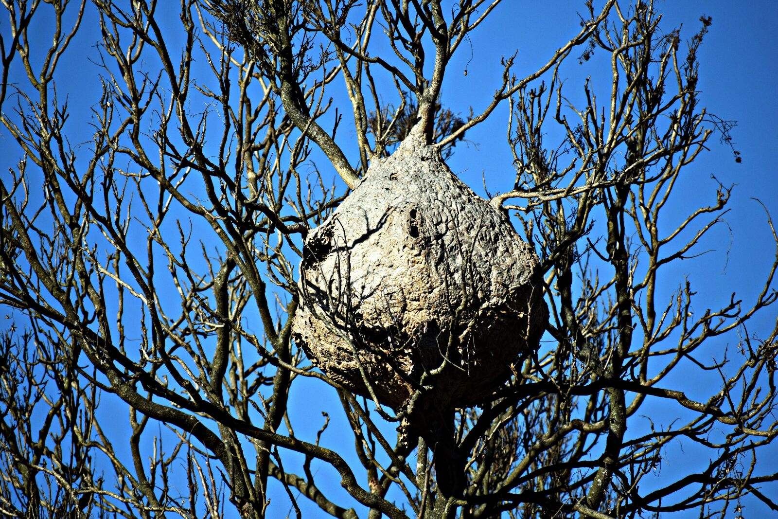 Nikon D3300 sample photo. Beehive, bees, yellow bees photography