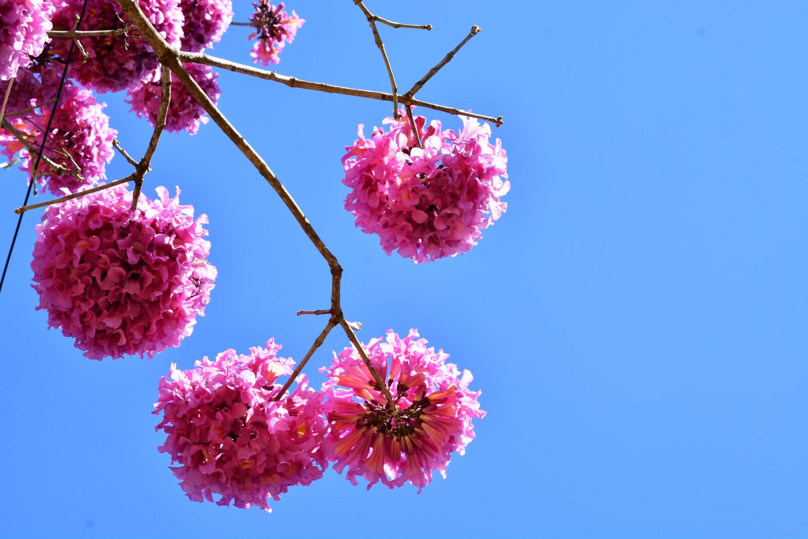 Nikon D7100 sample photo. Nature, flowers, ipê photography