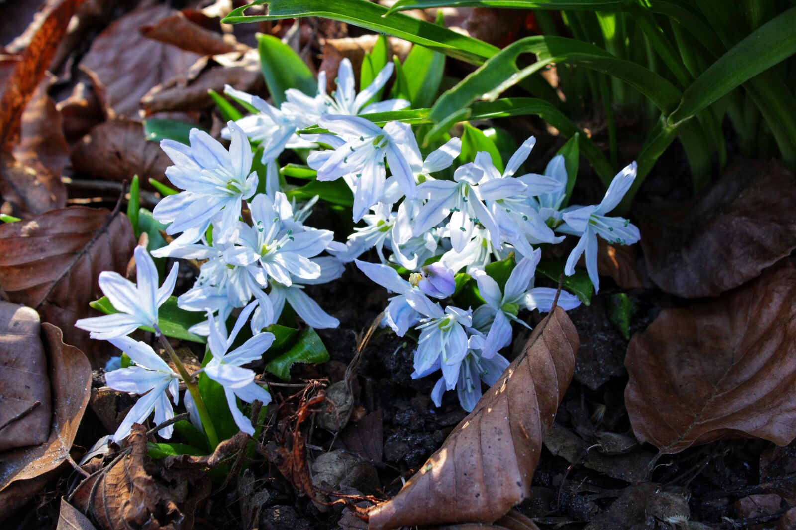 Canon EOS 2000D (EOS Rebel T7 / EOS Kiss X90 / EOS 1500D) sample photo. Blue star, scilla, blossom photography