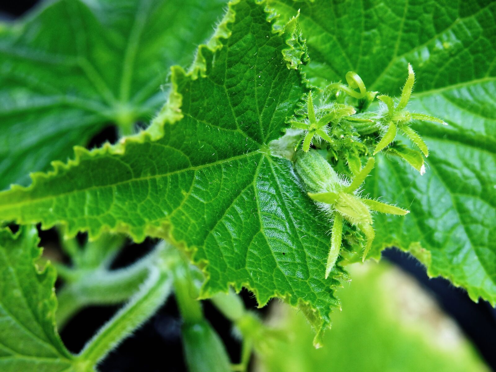 Nikon Coolpix P900 sample photo. Cucumber, plant, healthy photography