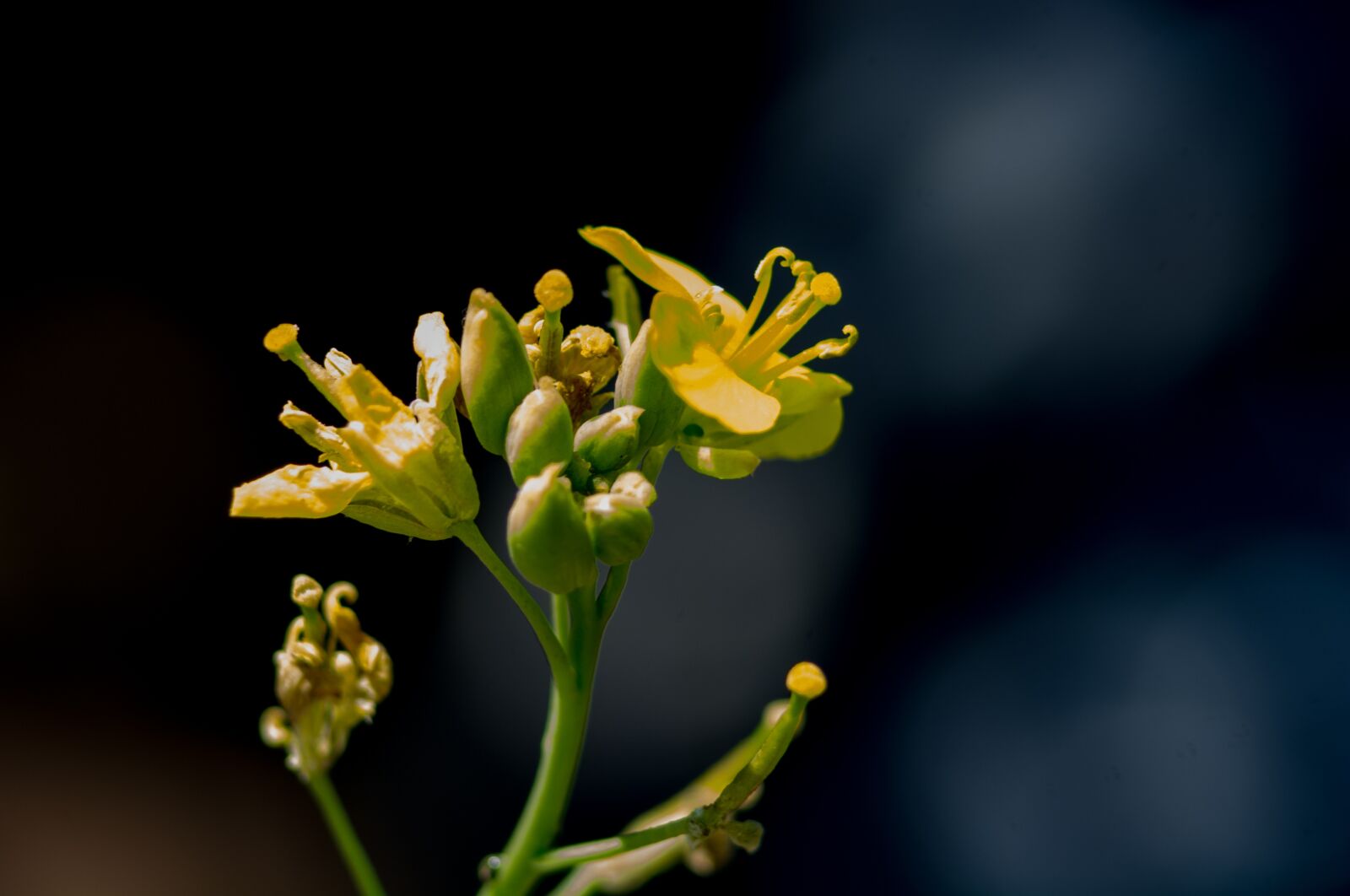Nikon D7100 sample photo. Plant, yellow, button photography