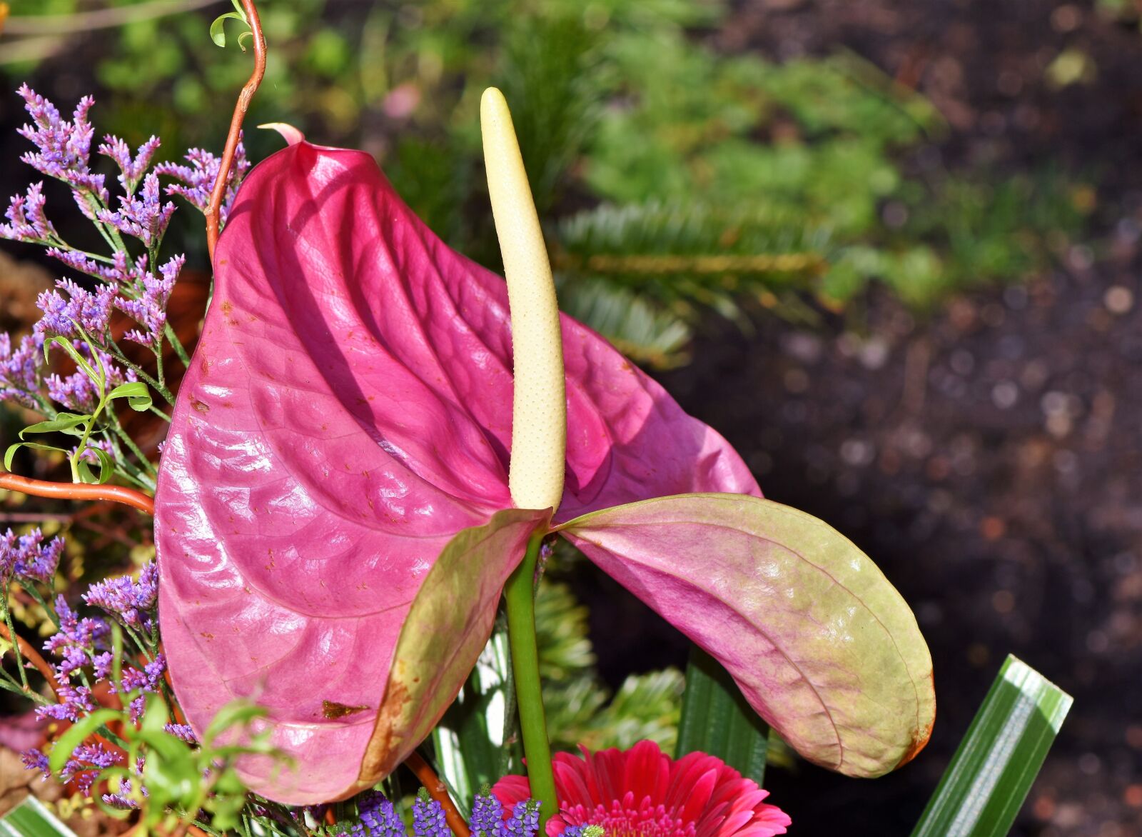 Nikon D7200 sample photo. Flamingo flower, anthurium, large photography