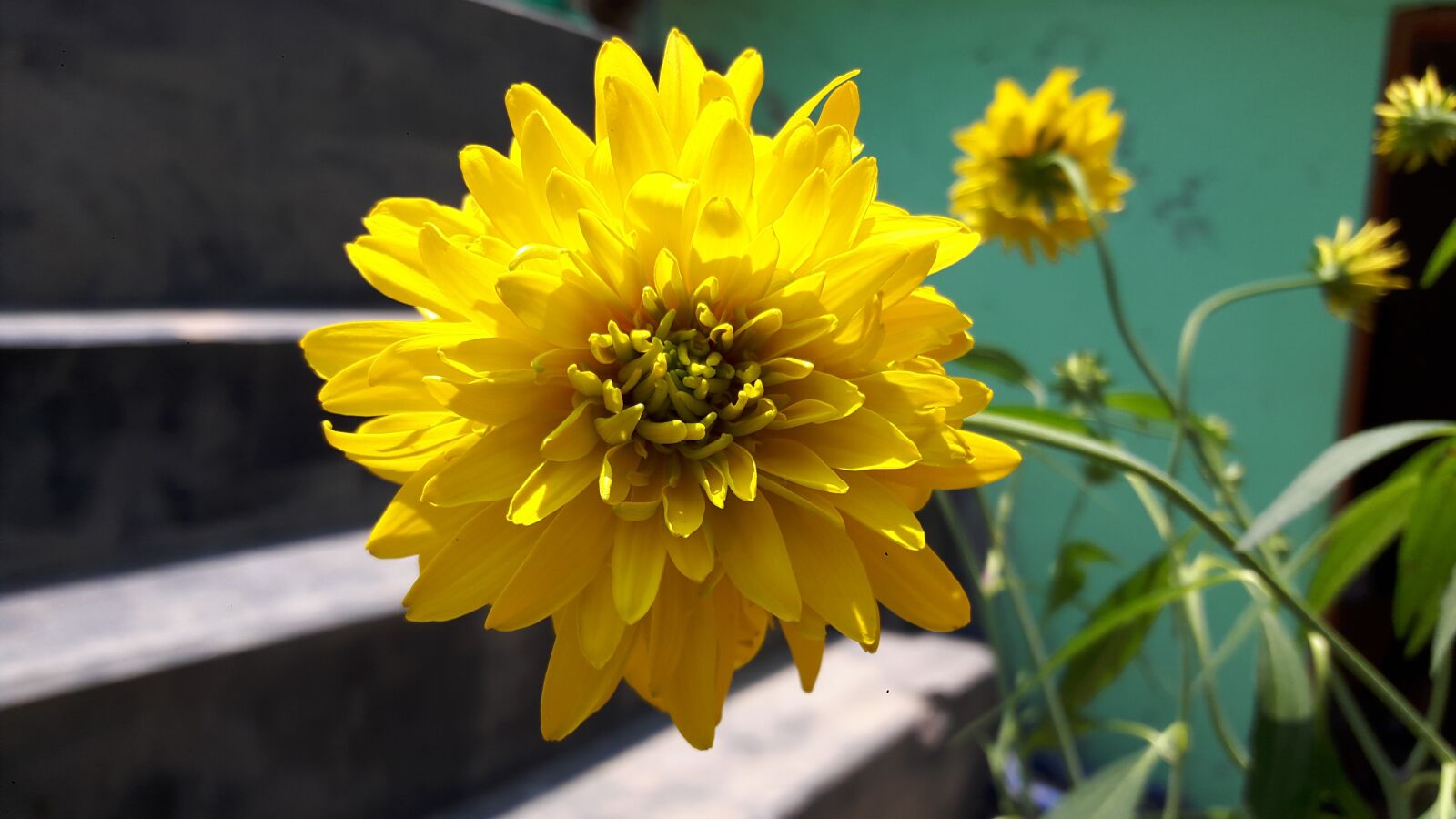Samsung Galaxy A8 sample photo. Morning, flora, bloom photography