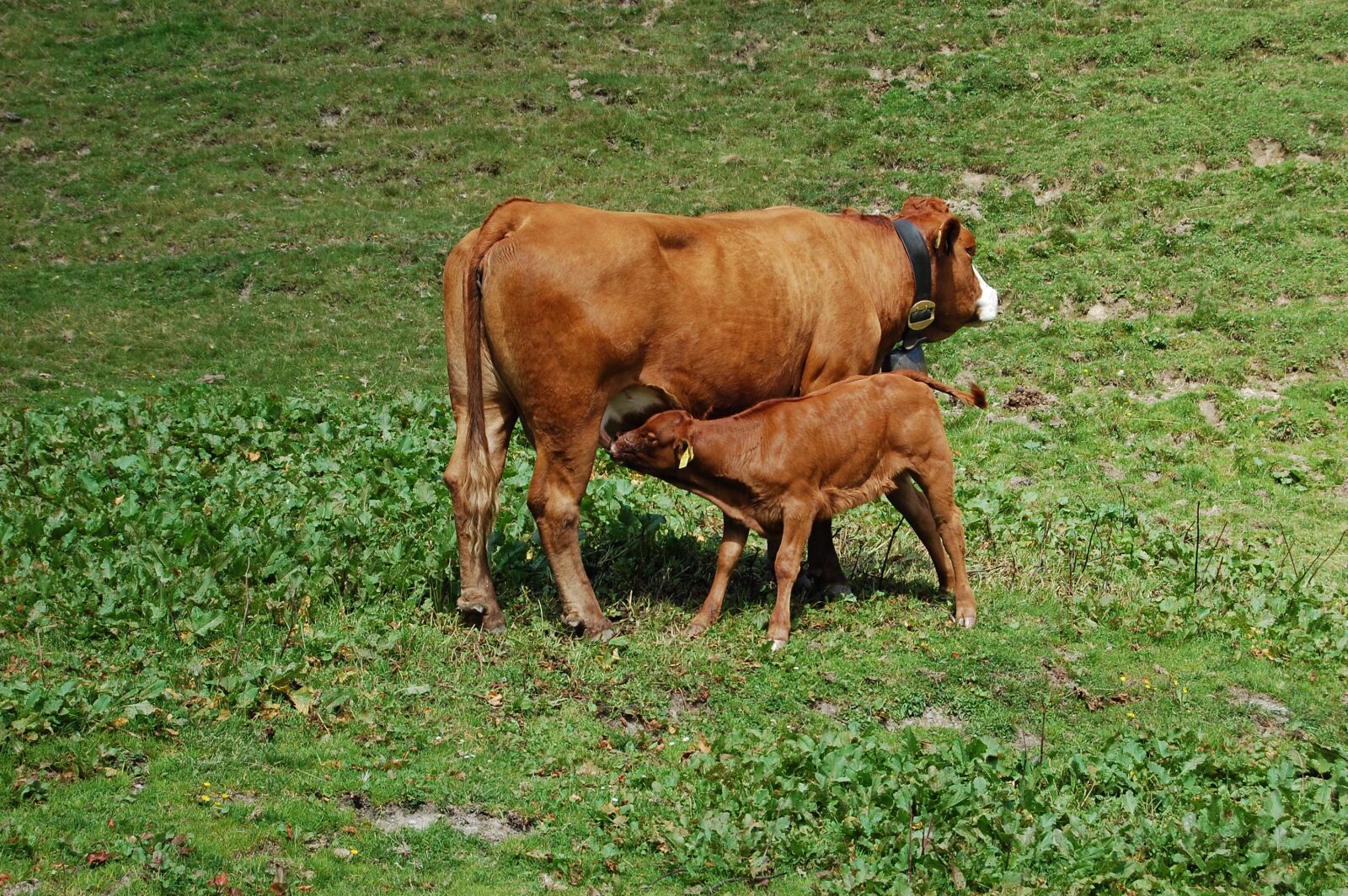 Nikon D40 sample photo. Cow, calf, suckle photography