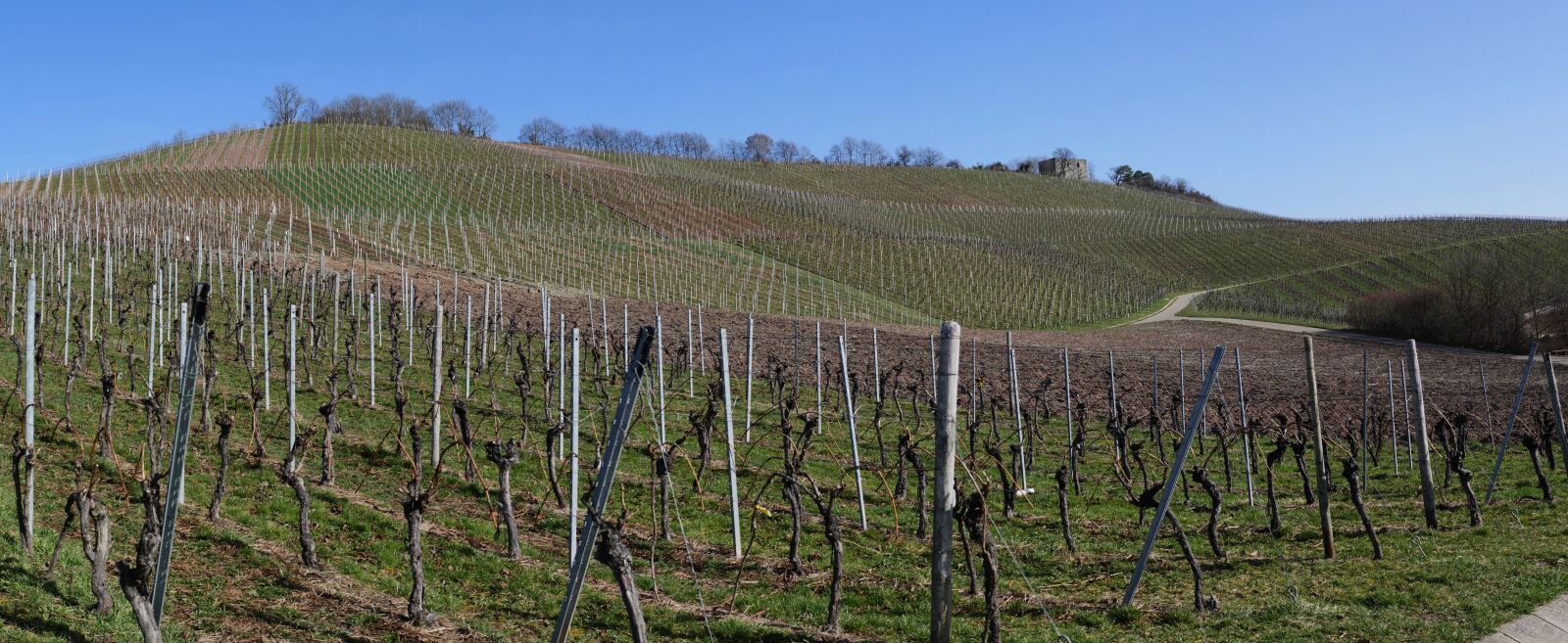 Panasonic Lumix DMC-GX8 sample photo. Panorama, vineyards, vines photography
