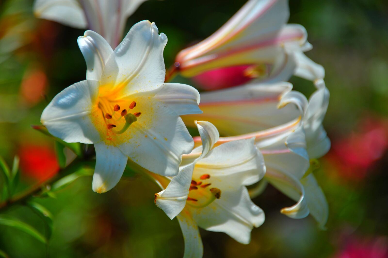 Nikon D700 sample photo. Lilies, flowers, garden photography